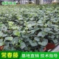 批发常春藤 吊兰植物盆栽花卉绿植盆景桌面观叶室内观赏净化空气