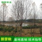基地鹅掌楸 截杆马褂木行道树景观工程观赏大小苗木鹅掌楸
