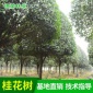 八月桂月桂金桂丹桂银桂 庭院景观绿化工程桂花树厂家