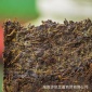 湖南安化黑茶厂家直供2013年陈年金花茯茶400g茯砖茶安化茶叶批发